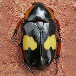 Pedinorrhina trivittata